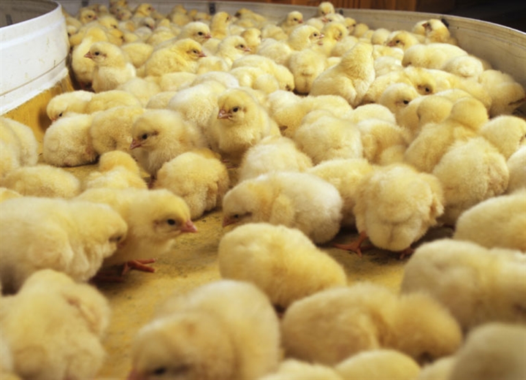 Impianti di incubazione e di cova per galline ovaiole