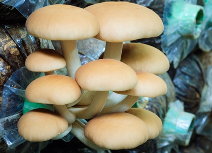 Coltivazione di funghi